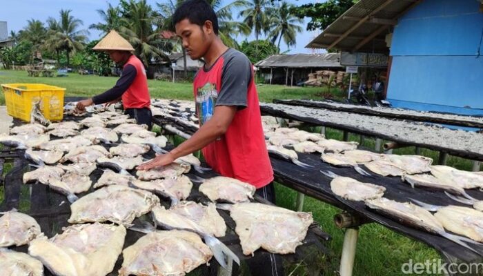 **”Persiapan Juragan Ikan Jambal di Pangandaran Hadapi Liburan Akhir Tahun: Siap Nikmati Kelezatan yang Berbeda!”**