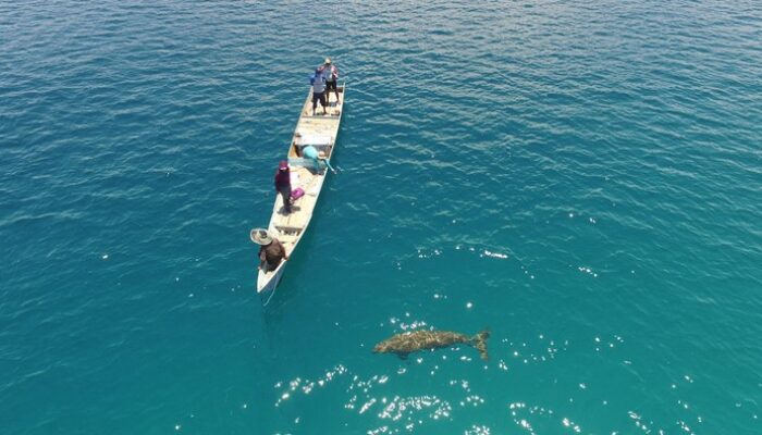 Untuk Pertama Kalinya, Aksi Bayi Dugong Terekam di Pantai Alor – Update 1