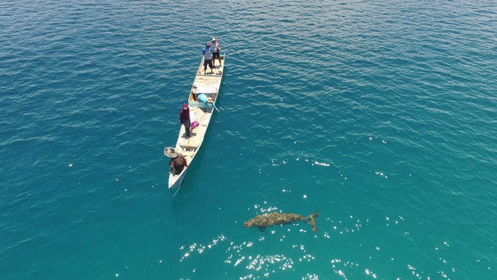 Untuk Pertama Kalinya, Aksi Bayi Dugong Terekam di Pantai Alor - Update 1