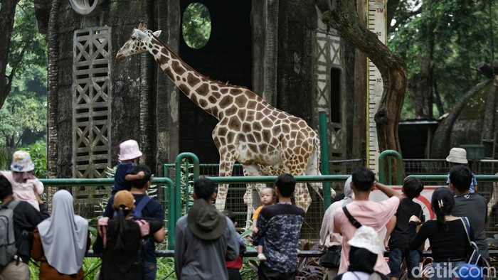 Sensasi Baru! Malam Mingguan Sambil Lihat Satwa di Ragunan: Eksplorasi Malam yang Menakjubkan