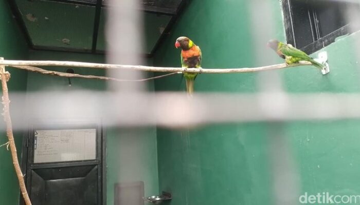 [Kisah Perkici Dada Merah: dari Inggris Kembali ke Habitat Aslinya di Bali]