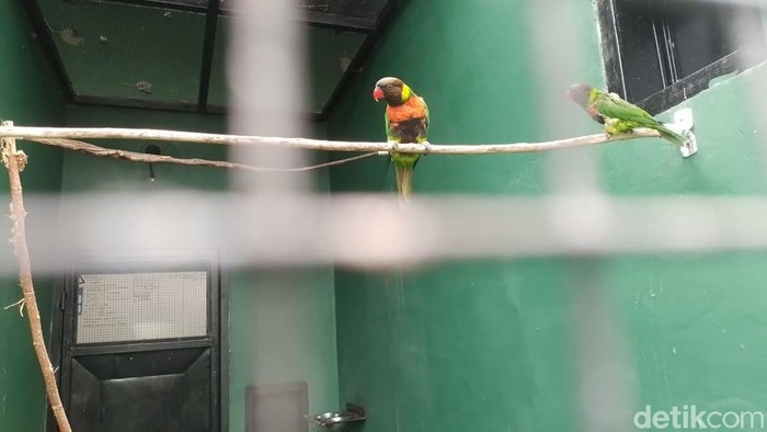 [Kisah Perkici Dada Merah: dari Inggris Kembali ke Habitat Aslinya di Bali]