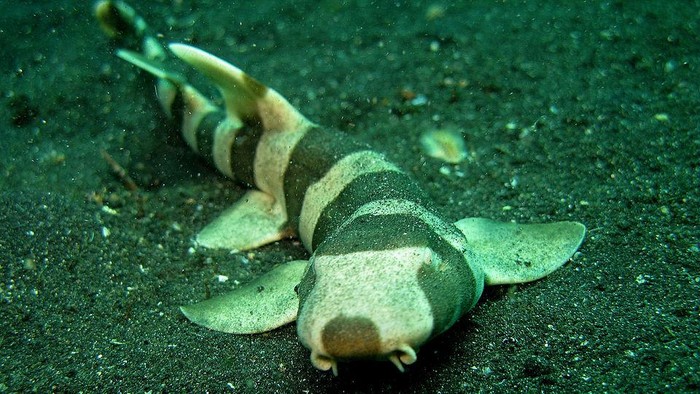 **Bali Tak Hanya Pantai, Tapi Juga Tempat Lahirnya Hiu Bambu Langka!**