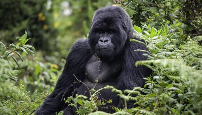 **Viral Gorila Ngamuk di Kebun Binatang San Diego, Retak Kaca Pembatas Bonbin**