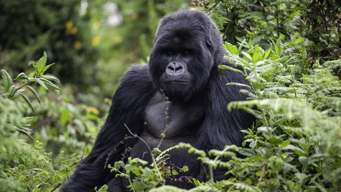 **Viral Gorila Ngamuk di Kebun Binatang San Diego, Retak Kaca Pembatas Bonbin**