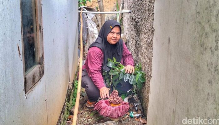 Eksotisnya Bunga Bangkai di Pekarangan Rumah Warga Baleendah, Bandung