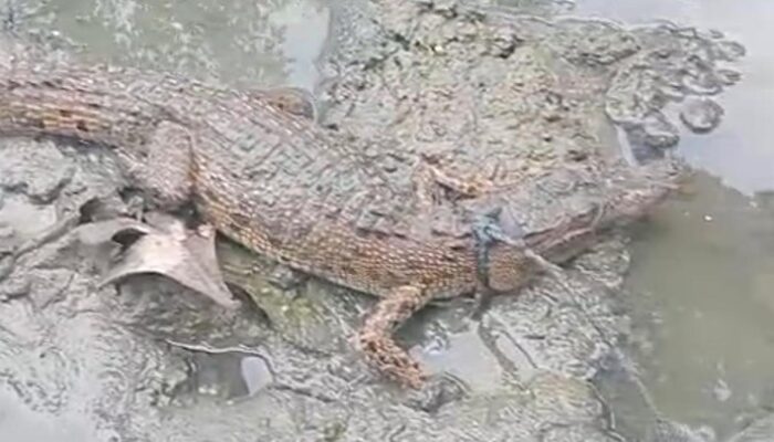 **Dari Tali Hingga Viral: Sekdes Berani Tangkap Buaya di Muara Air Inggris**