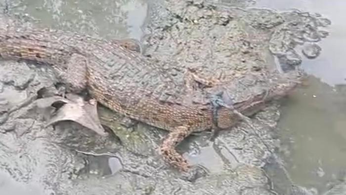 **Dari Tali Hingga Viral: Sekdes Berani Tangkap Buaya di Muara Air Inggris**