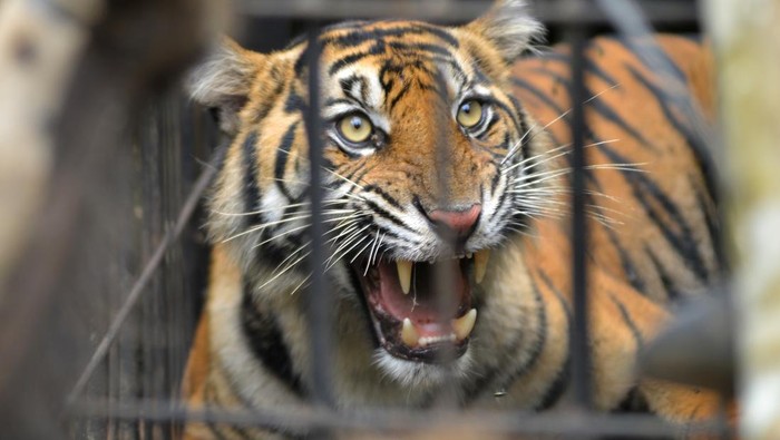 Geger! 2 Harimau Muncul di Lintas Sumatera, Patroli BKSDA Sumbar 3 Hari
