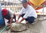 Menemukan Penyu Hijau Terlantar di Pantai Pangandaran: Kisah Sedih yang Mengharukan
