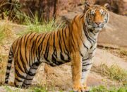 Harimau vs. Kucing: Mitos atau Fakta?