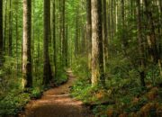 Kisah Menakjubkan Turis Inggris yang Nyasar 2 Minggu di Hutan Thailand, Bertahan dengan Makan Semut dan Kulit Pohon