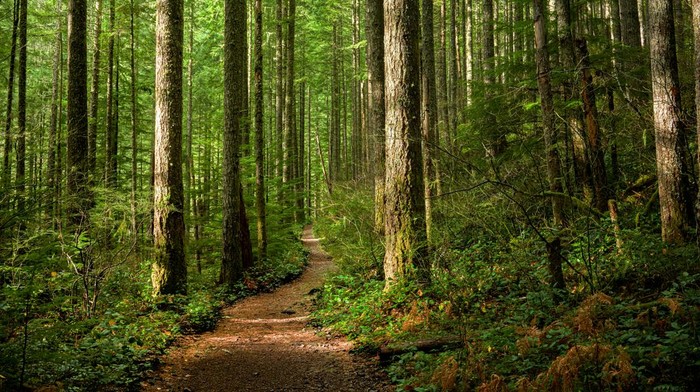 Kisah Menakjubkan Turis Inggris yang Nyasar 2 Minggu di Hutan Thailand, Bertahan dengan Makan Semut dan Kulit Pohon