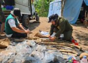 “Hutan Tritik:Tempat Penemuan Fosil Gajah Itu Bukan Hutan Biasa di Zaman Purba”