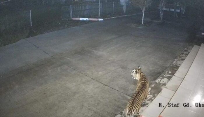 “Harimau Tak Bertandang, Tapi Kenangan di BRIN Agam Tetap Berlama-lama”