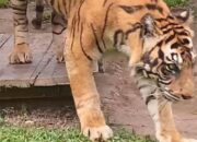 “Geger Kemunculan Harimau di Gayo Lues, Aceh: Saksikan Keajaiban Alam di Desa Lesten”