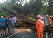 Hati-hati! Tumbangnya Pohon Besar Halangi Jalur Wisata Prigen-Pandaan, Pecinta Alam Waspada!