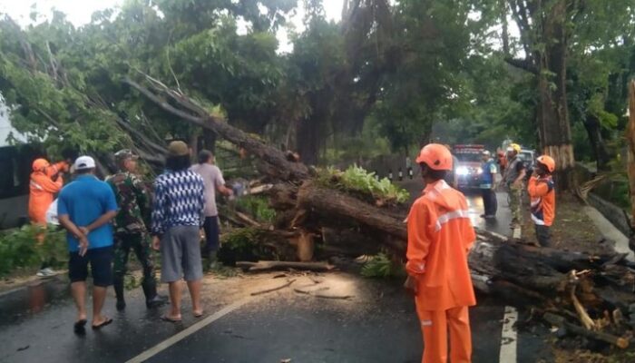 Hati-hati! Tumbangnya Pohon Besar Halangi Jalur Wisata Prigen-Pandaan, Pecinta Alam Waspada!