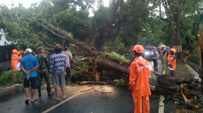 Hati-hati! Tumbangnya Pohon Besar Halangi Jalur Wisata Prigen-Pandaan, Pecinta Alam Waspada!
