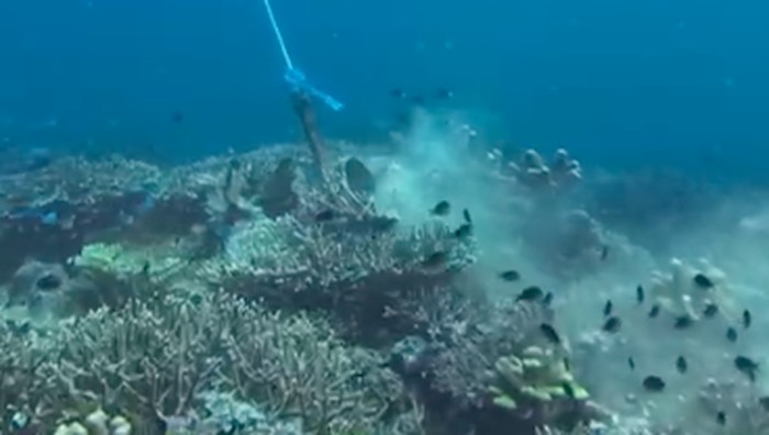 Duh! Keindahan Terumbu Karang TN Komodo Terancam karena Jangkar Kapal