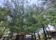 “Hujan Api di Bantul: Fenomena Viral Festival Lampion yang Mempesona”