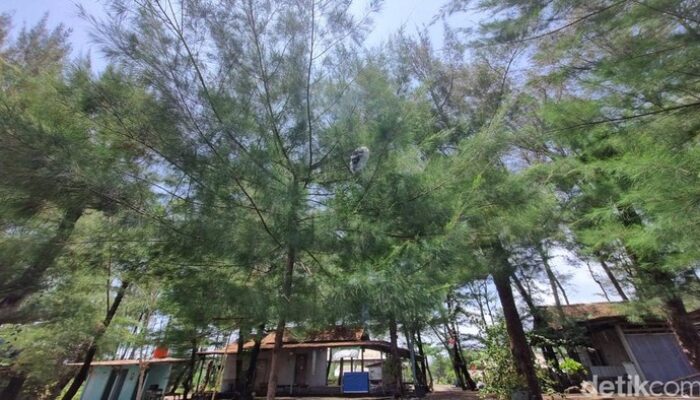 “Hujan Api di Bantul: Fenomena Viral Festival Lampion yang Mempesona”