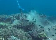 Jangkar Kapal Wisata Bikin Terumbu Karang di TN Komodo Menderita – Update 1
