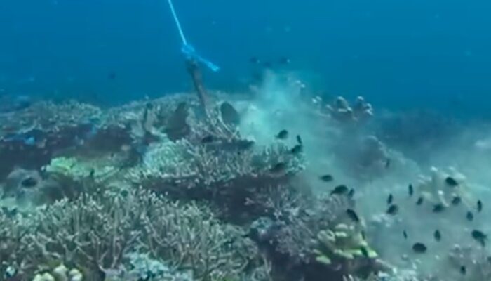 Jangkar Kapal Wisata Bikin Terumbu Karang di TN Komodo Menderita – Update 1