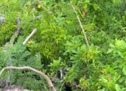 **Viral Turis Jatuh dari Motor di Semak-semak Jalanan Nusa Penida, Bali**