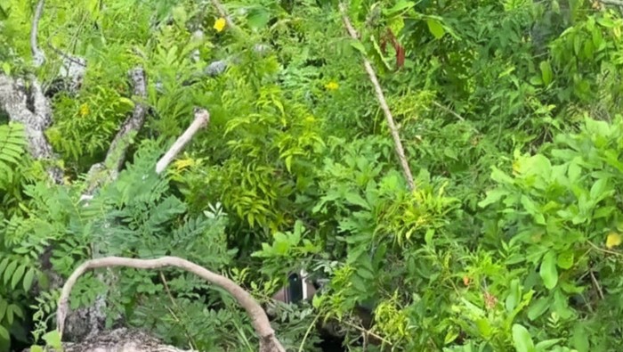 **Viral Turis Jatuh dari Motor di Semak-semak Jalanan Nusa Penida, Bali**