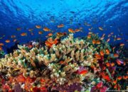 Ketinggalan Rombongan Kapal Pesiar, Turis Tewas di Pulau Lizard: Kisah Tragis yang Mengguncang Dunia Perjalanan