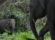 Gajah Menyerang Bocah SD di Pekanbaru: Tragedi yang Menggetarkan Dunia Wisata