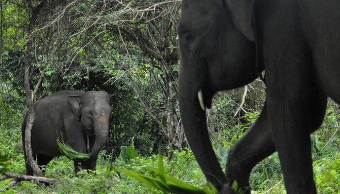 Gajah Menyerang Bocah SD di Pekanbaru: Tragedi yang Menggetarkan Dunia Wisata