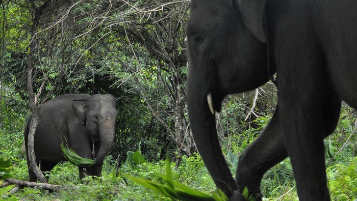 Gajah Menyerang Bocah SD di Pekanbaru: Tragedi yang Menggetarkan Dunia Wisata