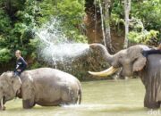 **Detik-detik Ngeri Bocah SD di Pekanbaru Diserang Gajah: Kisah Mengerikan yang Wajib Diketahui**