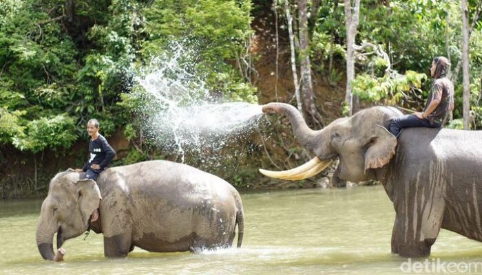 **Detik-detik Ngeri Bocah SD di Pekanbaru Diserang Gajah: Kisah Mengerikan yang Wajib Diketahui**