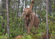 BKSDA Riau Peringatkan: Jelajah Hutan Riau Ini Berbahaya!