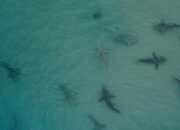 [Nahas! Turis Tewas Diserang Hiu yang Sebelumnya Dianggap Tak Berbahaya]