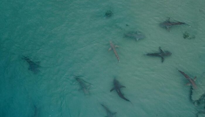 [Nahas! Turis Tewas Diserang Hiu yang Sebelumnya Dianggap Tak Berbahaya]