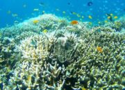 “Great Barrier Reef Terancam: Apakah Masa Depan Surga Bawah Laut Sudah Suram?”