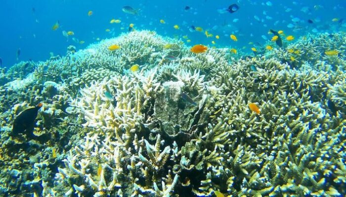 “Great Barrier Reef Terancam: Apakah Masa Depan Surga Bawah Laut Sudah Suram?”