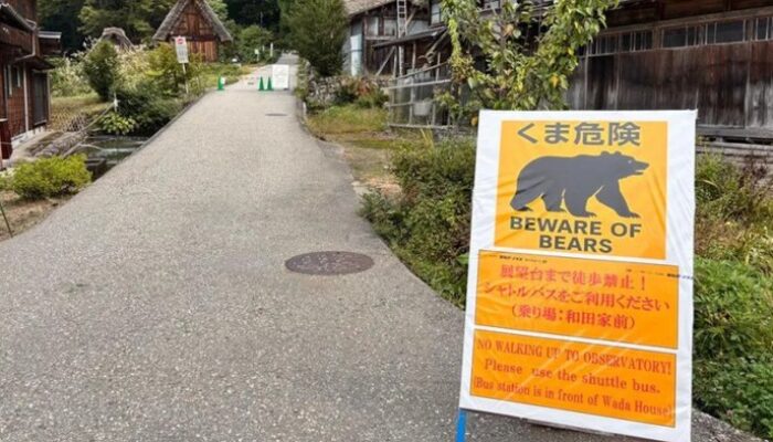 **Serangan Beruang di Akita, Jepang: Kenali Risiko Sebelum Berkunjung**