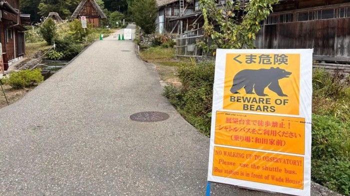 **Serangan Beruang di Akita, Jepang: Kenali Risiko Sebelum Berkunjung**