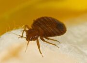 **Hancurkan Liburan Impian dengan Kutu Busuk: Kisah Penumpang yang Tuntut Kapal Pesiar**