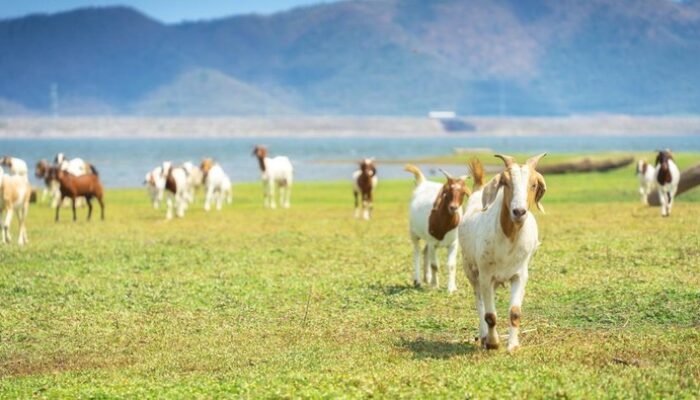 “Aturan Baru! Mallorca Larang Turis Beri Makan Kambing Liar, Apa Akibatnya?”
