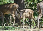 **Viral Rusa Berkeliaran di Jalanan Sleman, Pemiliknya Akhirnya Terungkap**
