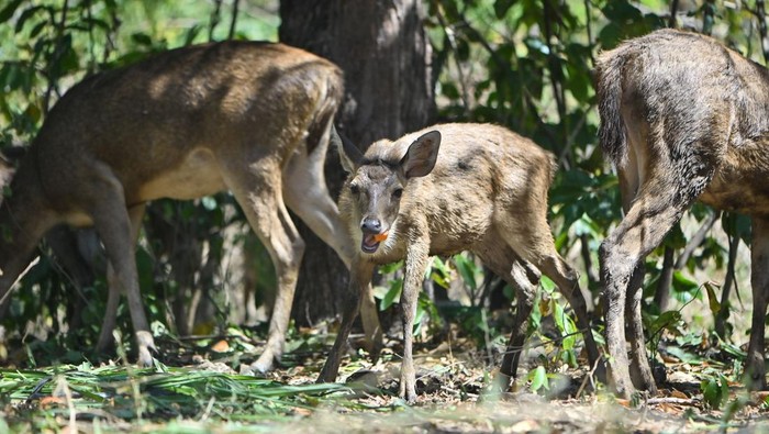 **Viral Rusa Berkeliaran di Jalanan Sleman, Pemiliknya Akhirnya Terungkap**