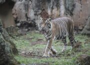 **Ragunan: Menyelami Keindahan Hutan dan Kebun Binatang yang Eksotis**