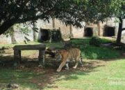 “Harimau Ragunan Terancam, Pakan Dibawa Pulang Bikin Masyaallah!”
