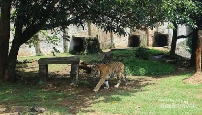 “Harimau Ragunan Terancam, Pakan Dibawa Pulang Bikin Masyaallah!”